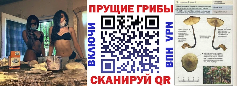 Псилоцибиновые грибы мицелий  сколько стоит  Кочубеевское 